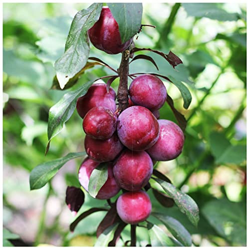 Big Juicy Victoria Plum Tree 4ft Tall, 6L Pot, Ready to Fruit, Self Fertile & Juicy 3fatpigs®