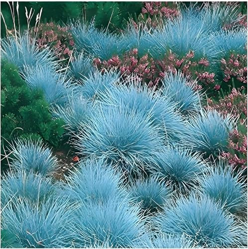 25 x Festuca glauca/cinerea 'Festina' im 1 Liter (Ziergras/Gräser/Winterhart/Bodendecker/Mehrjährig/Immergrün) Blauschwingel - Intensives Blau für moderne Gartenakzente - von Stauden Gänge