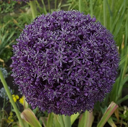 Alliumzwiebeln : Allium  Gladiator  3 Blumenzwiebeln 16/18