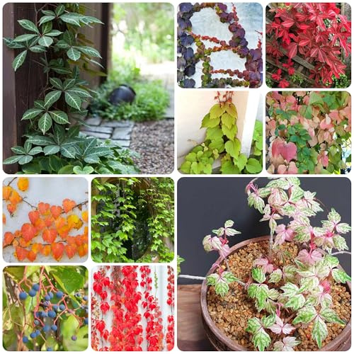 Vino salvaje - de otoño, resistentes, con parra virgen Decoración de pared verde con enredaderas jardín exótico resistente Balcón jardín aromáticas rocas 500semillas