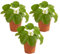 Pfannkuchenpflanze | Pilea 'Peperomioides' pro 3 Stück - Zimmerpflanze im Angelegentopf ⌀12 cm - 10-15 cm