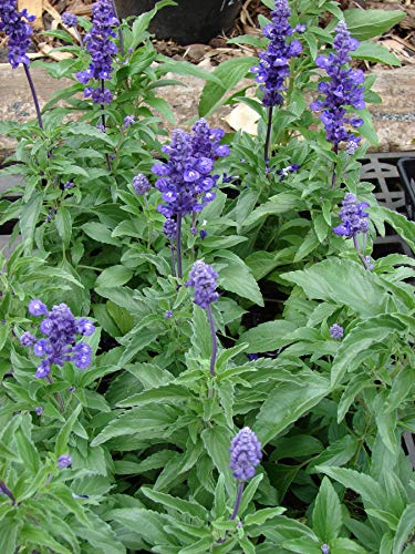Seedeo Lavendelsalbei/Spanischer Salbei (Salvia lavandulafolia) 50 Samen