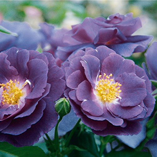 Rose Rhapsody in Blue Strauchrose mit Blüten-Farbe blauviolett - Winterharte Blume mit mittelstarkem Duft - Blütezeit von Juni bis September von Garten Schlüter - Pflanzen in Top Qualität