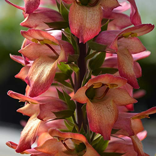 Foxglove Digitalis 'Illumination Flame' x 6 Jumbo Plug Plants