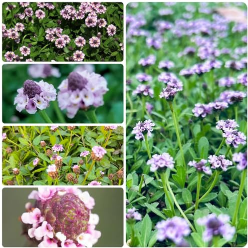 semi di verbena tappeto strisciante di campo perenni resistenti, verbena tappeto, selvatiche, giardino balcone 300pcs