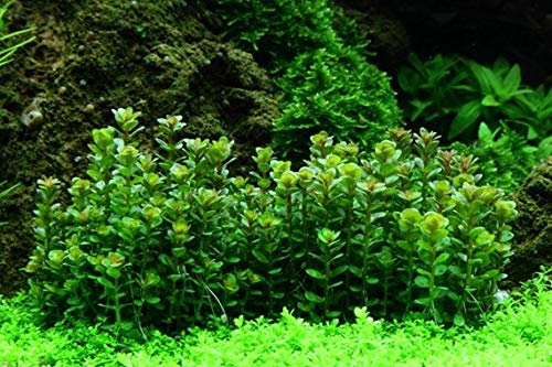 AquaOne Planta de acuario en Vitro Rotala indica 'Bonsai' Planta acuática 1-2-Grow. Planta de acuario, jarra, plantas de laboratorio, decoración de acuarios