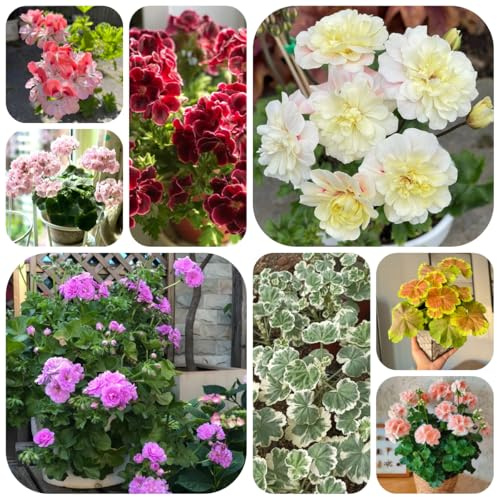 semillas de geranio resistente, pelargonio decorativas para balcón resistentes para el jardín, sombra raras, 200pcs