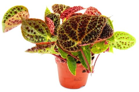 VIVAIO GARDEN FOREST Begonia Ferox – Pianta Tropicale Rara da Interno con Foglie Spettacolari – Begonia da Collezione Ornamentale – Altezza circa 25 cm