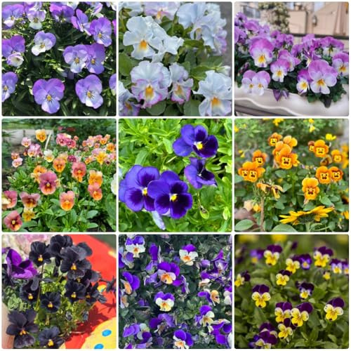 Semi di viola del pensiero biologici, semi di selvatici Viola tricolore, semi di decorazione da giardino per esterni perenni 1000pcs
