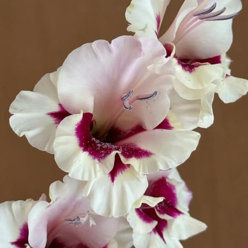 gladiolenzwiebeln winterhart mehrjährig - gartendeko für draußen steingartenpflanzen balkon 10pcs