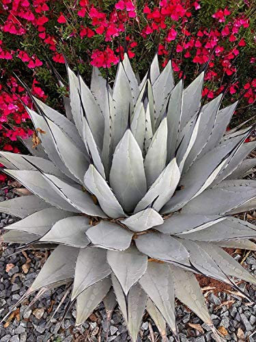 Germinazione Semi Semi: Agave neomexicana 30 Semi