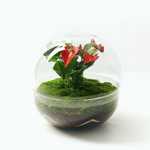 Kokedamas Lucciana Terrario Plantas Cristal - Cápsula con Anturio Rojo | Jardin Eterno en Cristal o Ecosistema Cerrado | Ideal para Decoración Hogar | Terrarios Autónomos | Medidas, 28 cm x 28 cm
