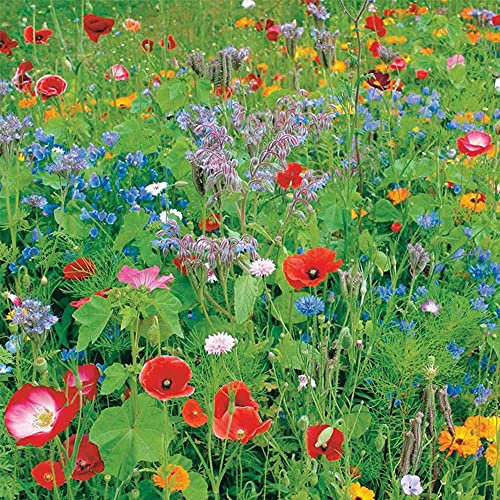 Wild Flower/Wildflower Seeds - Bee & Butterfly Mix - Beautiful Wild Flower Display (250g)