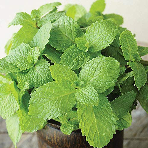 Mint Herb Seeds Hardy Perennial Herb Garden Plants Easy to Grow Your Own 1 Packet 750 Seeds by Thompson and Morgan