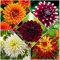 Bulbi di tuberi di dalia,Grazia,eccellenti ornamenti,decorativi,acquista tuberi di dalia,piante rare,bulbi di fiori perenni resistenti,mix di bulbi di dalia.-10bulbi-C