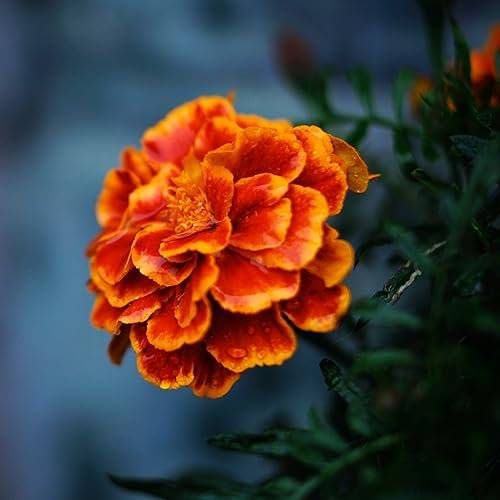Marigold Safari Scarlet Flower Seeds - 'Tagetes patula' - Approx. 90 Seeds