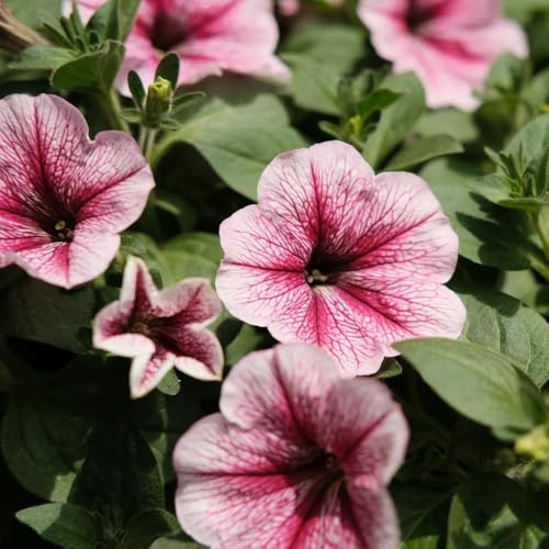 semi di petunia appesi Balcone, resistenti di petunia petunia decorazioni, luoghi soleggiati di campo, 100pcs