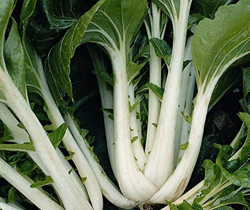 150 Seeds of Pak Choi Dwarf Canton White Oriental Chinese Vegetable Seeds
