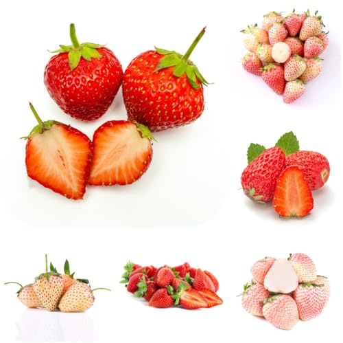 semi di fragola biologici, perenni, giardino resistenti balcone vecchie varietà sapote, 200pcs