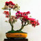 Fresca 100 Stück Rhododendron semi di Fiori da piantare Rosso