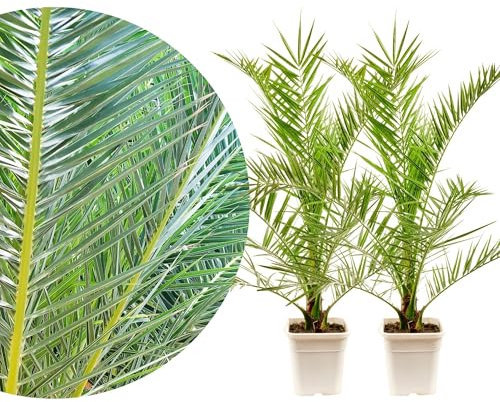Meine Orangerie Phoenix Canariensis 2er Set - Ø19 cm - frostharte, robuste Palme - Kanarische Dattelpalme