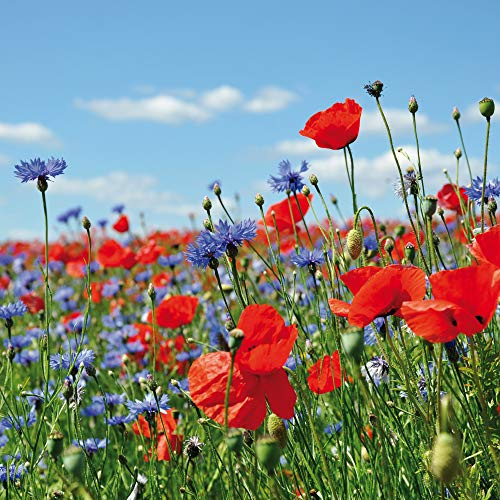 1art1 Blumen Poster Wildblumen-Wiese Mit Mohn- Und Kornblumen Kunstdruck Bild 40x40 cm