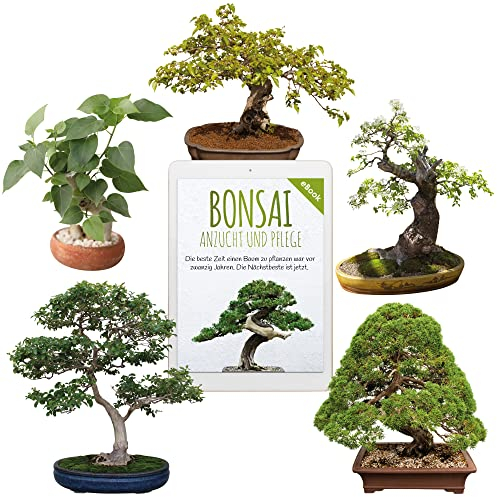 Semi di bonsai unici con un alto tasso di germinazione - Set di semi di piante per il tuo albero bonsai (Set di 5 Pezzi, incluso eBook GRATUITO)