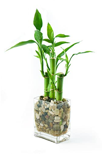 50 Glücksbambus Bonsai Samen Bambus Hydrokultur Pflanze Samen Glücksbambus Kaufen Lucky Bamboo Seed Bambuspflanze Hydrokultur Bonsai Samen Indoor Kunstbonsai