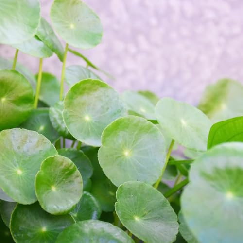 Centella asiatica - in vaso selvatiche, resistenti balcone, varietà antiche copertura del terreno rialzata per interno di 150semi