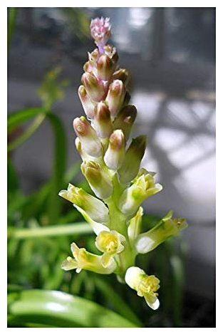 Lachenalia pallida - Hyazinthe - 10 Samen