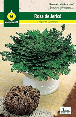 Mascarell Semillas, ROSA DE JERICO, Semillas Bulbosas, Bulbos de Flores Otoño Fácil de Cultivar, Bolsa 1 Bulbo