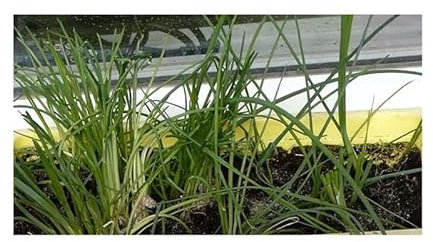 Pcs - 35x Écologique Graines Ciboulette Légumes Herbes Jardin Plantes - Graines KS191 - Seeds & Plants Shop by Ipsa