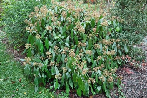 Hedera colchica 60–100 cm – Winterhart & Immergrün & Pflegeleicht – Persischer Efeu – Kletterpflanze für Pergola & Rankhilfe