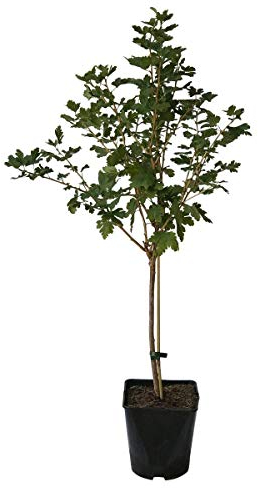 Captivator fast dornenlose Stachelbeere rote Früchte Fußstamm 50 cm Stamm 80-100 cm im 3-5 Liter Topf