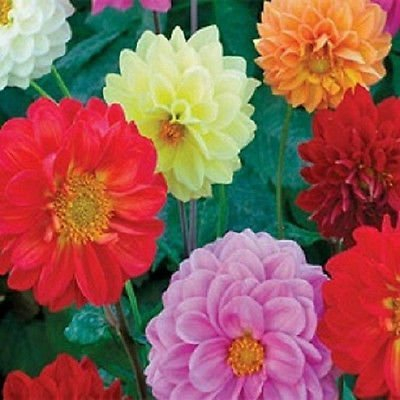 25 Dahlia Opera Mix Graines Dahlia nain Graines de fleurs