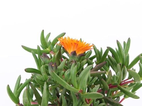 Planta Natural de Mesen - Planta de Exterior para Jardines - Planta Rastrera - Planta Fácil de Mantener