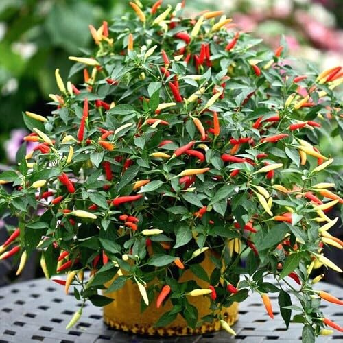 100 piezas de semillas mixtas de chile vegetal