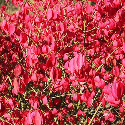 Euonymus Alatus Winged Spindle Burning Bush Deciduous Garden Shrub | 9cm Pot