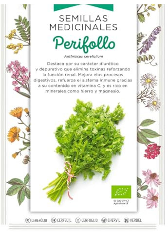 Semillas Medicinales - Perifollo - Semillas listas para plantar.
