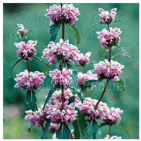 Jerusalem Sage 'Bronze Flamingo' / Phlomis tuberosa/Hardy Perennial/Drought Tolerant/Seeds