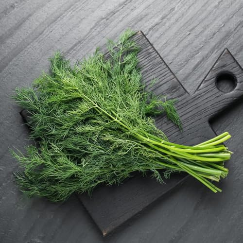 Semi di aneto biologici da giardino rocciosoda serra aromatiche cucina giardino biologiche interno aromatiche 200pcs