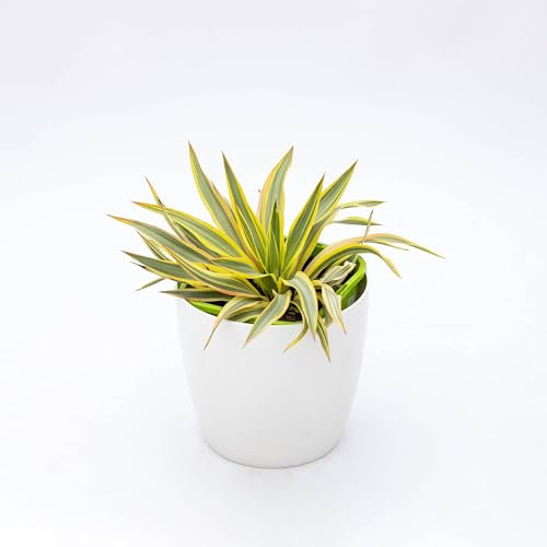 Vivai le Georgiche - Pianta vera di Yucca gloriosa Citrus Twist - vaso Ø 18 cm - altezza alla vendita 5-10 cm