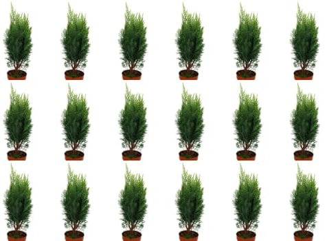 Pack de 18 plantas Conifera, 15-20 cm. Mix de Conifera. Árbol o arbusto perenne, con hojas en forma de aguja o escama y conos reproductivos. Segura Garden.