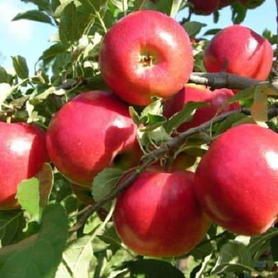 60 semillas de manzana roja