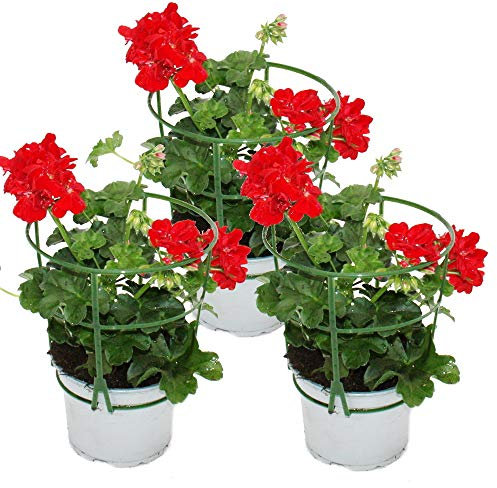 Geranien hängend - Pelargonium peltatum - 12cm Topf - Set mit 3 Pflanzen - hellrot