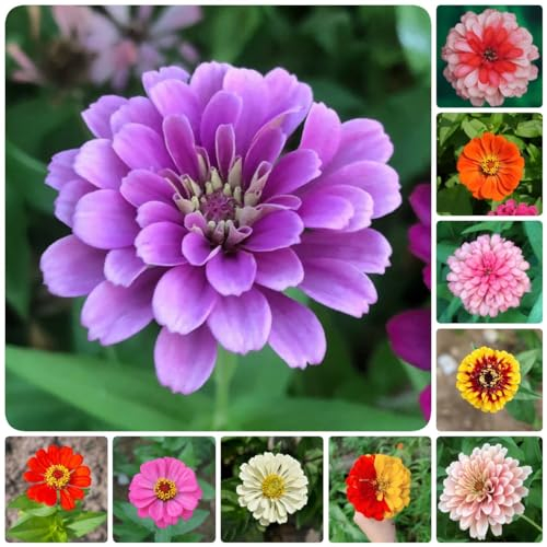 100 Pcs zinnien samen mehrjährig - Zinnia elegans - blumenwiese samen, steingartenpflanzen winterhart ziniensamen blumensamen mehrjährig winterhart, balkonpflanzen winterhart blumen