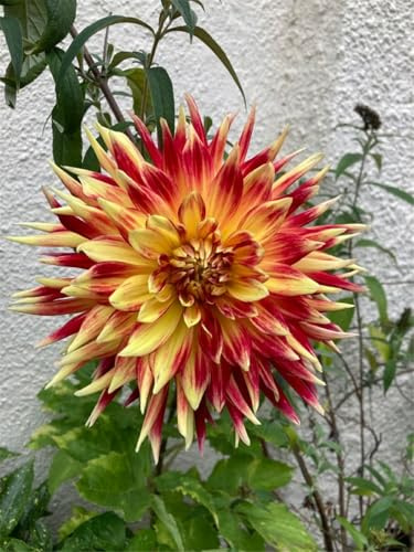 Lange Blütezeit, Winterhart AußEnbereich, Pflegeleicht, Mehrfarbig Ertragreicher. Mehrfarbig Ertragreicherg. Doppelt BlüHend-8 Dahlien -E