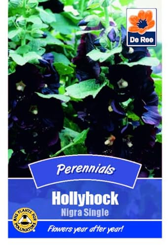 Hollyhock Nigra Single - 30 Seeds Flower Plant Bedding Borders Containers Pots Grow Your Own Garden Plant Seed