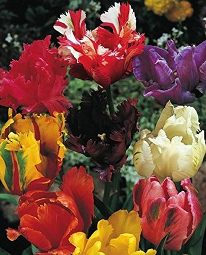 100 Gemischte Papageien Tulpenzwiebeln Blumenzwiebeln Tulpen