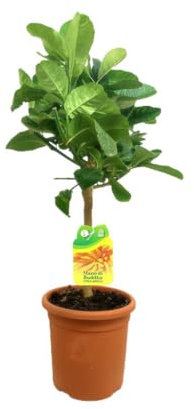 ÁRBOL NATURAL LIMÓN MANO DE BUDA M21 70-90CM TROPICAL